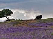 Campos toros