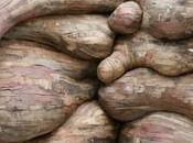 Henrique Oliveira, Tapumes