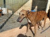 Reina, preciosa galga adopción. Ecija (SEVILLA)