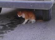 Escocés gato casero viviendo calle..,acogida urgente murcia!