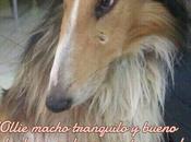 Collie robado Malaga. AYUDA!!
