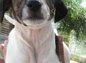 Dollar, precioso cachorrito cruce american, busca familia.