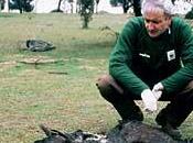 problema cebos envenenados