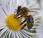 polen: joya nutritiva, mineralizante revitalizante para organismo