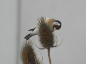 equilibrista cardos
