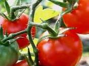 consumo tomates disminuye riesgo derrames cerebrales