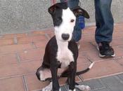 Cachorra atada cable, necesita ayuda urgente.