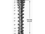 causas frecuentes dolor columna dorsal