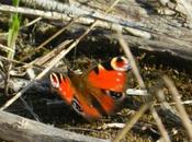 Mariposas otoño