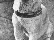 Hachikō