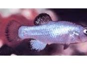 nada entre Diablo Muerte