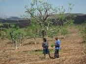 verdes brotes desierto.