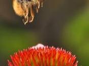 pesticidas generan efectos cadena abejas
