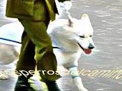 "Perros Parada Militar"