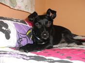 Bufy, BUSCANDO HOGAR!!