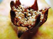 Cual brotes germinados corona