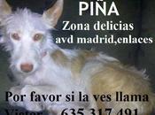 Piña, podenca perdida Zaragoza. AYUDA PARA ENCONTRARLA!!