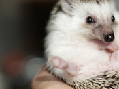 ¿Cómo salir apaciguamiento preventivo?