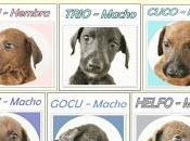 Camada cachorros galgos semanas vida.