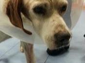 Poe, abandonado herido.