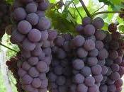 uvas protegen accidentes cerebrovasculares diabetes