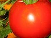 (531) tomate, arma contra daños cerebrales