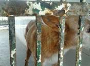 pagado sacrificio incineración