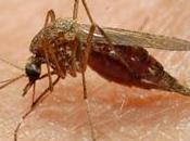 enfermedad malaria historia humanidad