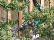 Bonsai: elegir sustrato adecuado