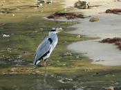Garzas gaviotas Perán