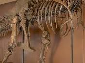 Dinosaurios