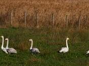 Cisnes cantores