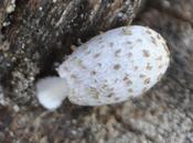 Coprinopsis tigrinella