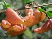 Espantalobos