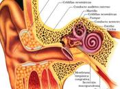 Diferentes síntomas diagnósticos para otitis