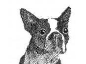 Cómo adoptar perro