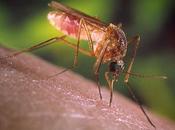 Formas prevenir malaria nuestro organismo