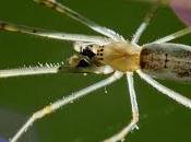 Tetragnatha