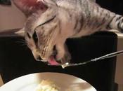 Gato come puré patatas tenedor causa sensación internet NOTICIAS ACTUALIDAD