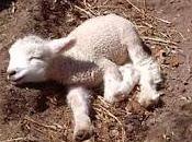 Pequeña Lamb