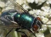 Lucilia (mosca verde carne)