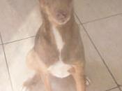 Meverik, imagen maltrato