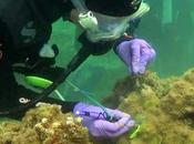corales hawaianos mueren misteriosa enfermedad