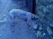 AYUDA!! GALGA HERIDA CALLE estado. Lebrija (Andalucía)