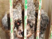 Entregado dueña perrera este estado