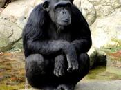 primate decepcionado