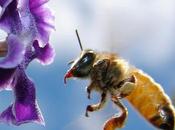 desaparecieran abejas…