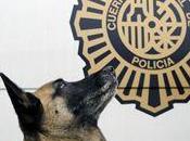 perra 'Lua' Policía Oviedo, premiada historial