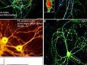 Crean neuronas partir otras células cerebro&amp;nbsp..;.