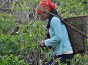 plantaciones Phejin